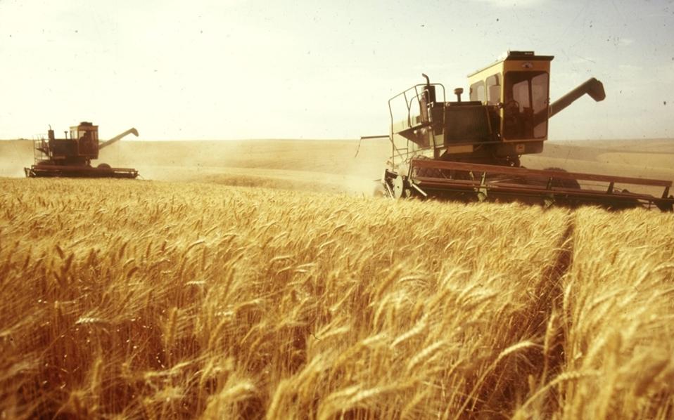 agrotes sitira F 1974741691