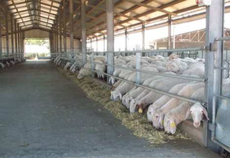 ktinotrofikes egatastaseis F 431531728
